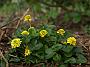 Ranunculus ficaria Pietmonds Double3